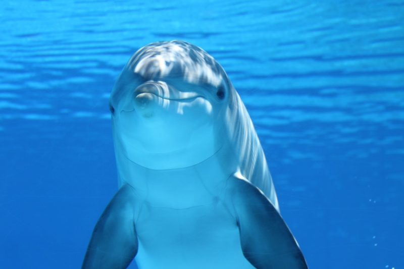 A delfinek közelebb állnak az emberekhez, mint hitted volna!