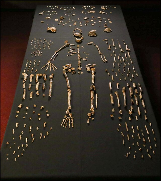 A Homo Naledi csontváza. Kép forrása