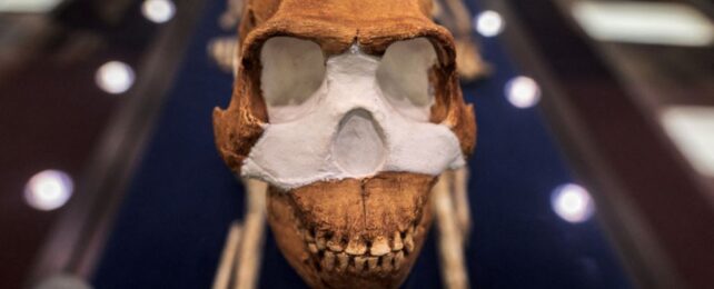A Homo Naledi koponyája (forrás